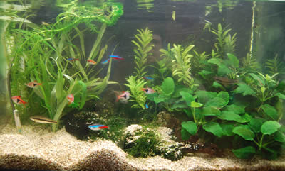 aqua024.jpg
