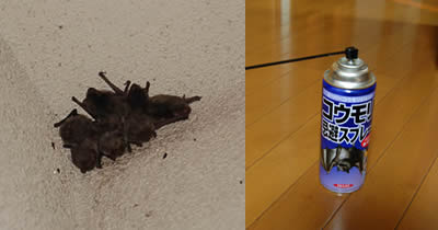 アブラコウモリ bats.jpg