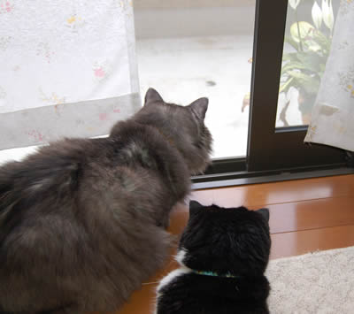 cats594