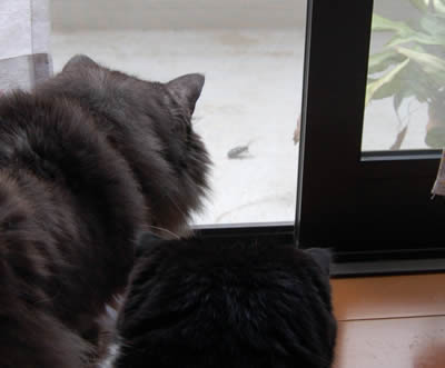 cats595