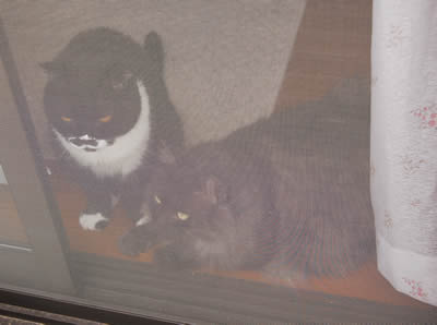 cats597