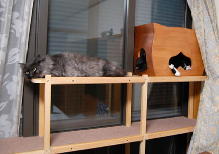 cats310.jpg