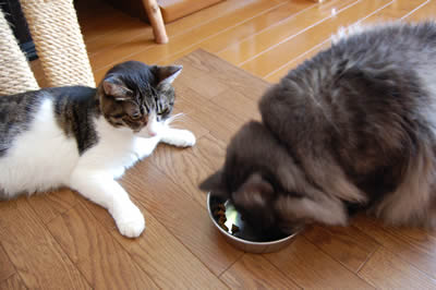 cats314.jpg