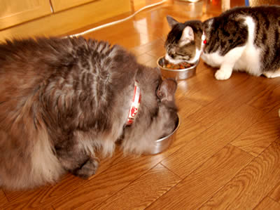 cats318.jpg