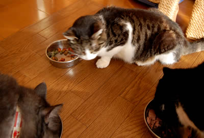 cats319.jpg