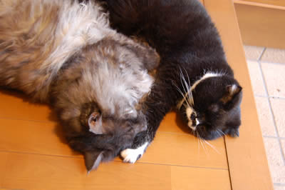 cats321.jpg