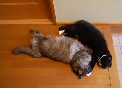 cats322.jpg