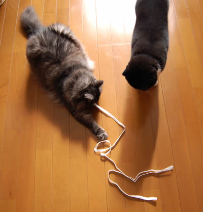 何にゃこれ? cats332.jpg