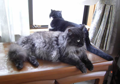 cats335.jpg