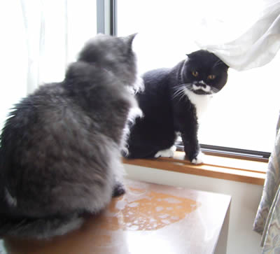 cats336.jpg
