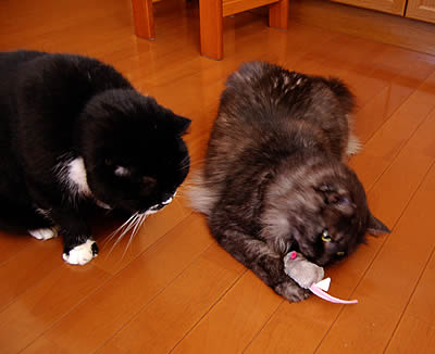 cats359.jpg