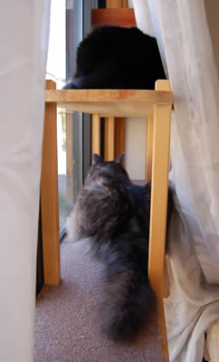 cats366.jpg
