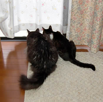 cats367.jpg