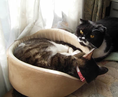 ケメケメとボク cats415