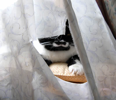 cats430