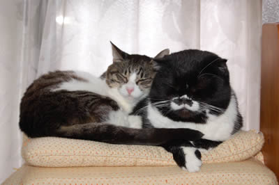 くっつきにゃんこ cats439