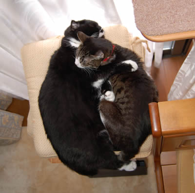 くっつきにゃんこ cats443