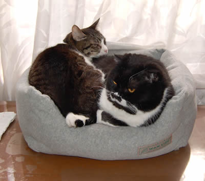 猫ベッド cats457