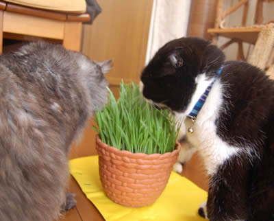 cats538