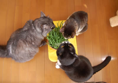 cats542