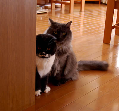 cats569
