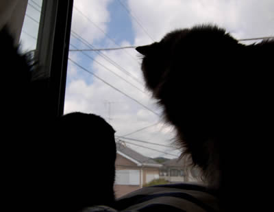 cats591
