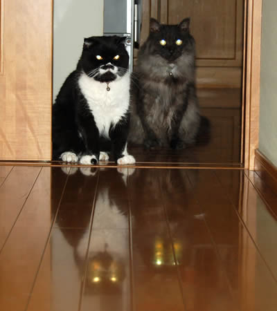 夜の警備 cats601.jpg