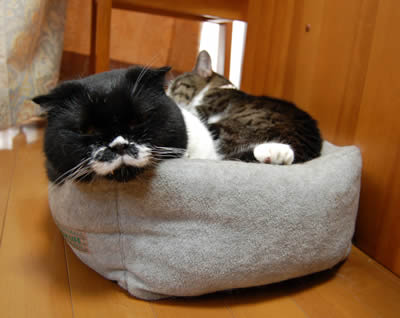 cats616.jpg