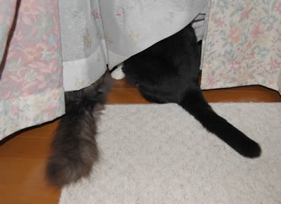 夜の警備 cats622jpg