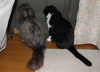 夜の警備 cats623.jpg