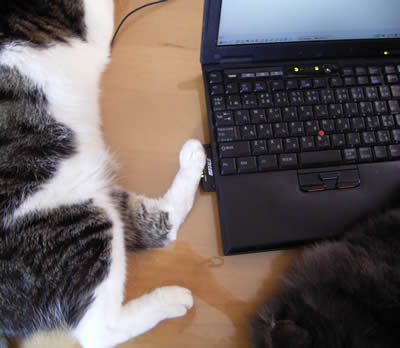 足でノートパソコンを押すケメコ cats653.jpg