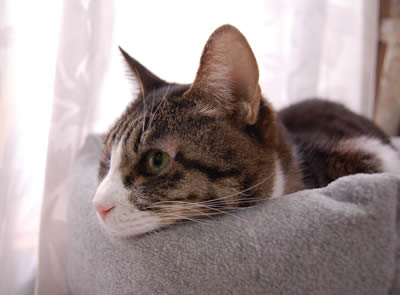猫ベッド kemeko490