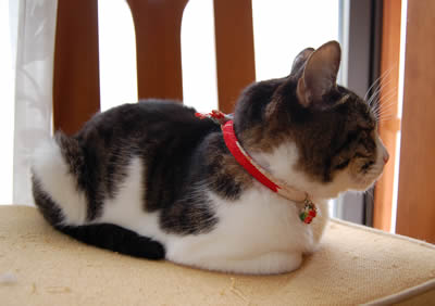 猫の首輪 kemeko550