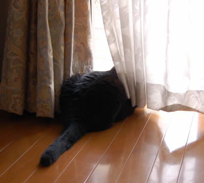 kuma1001.jpg