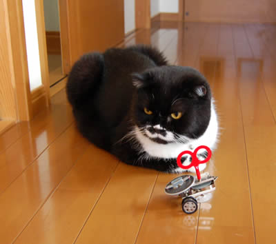 kuma1004.jpg