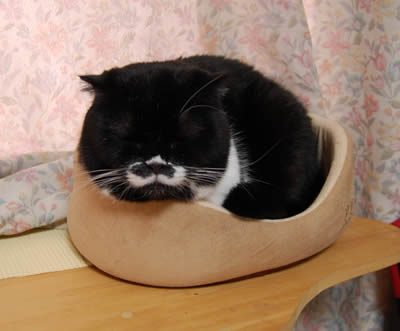 小さな猫ベッド kuma1230