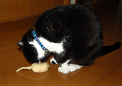 kuma1335