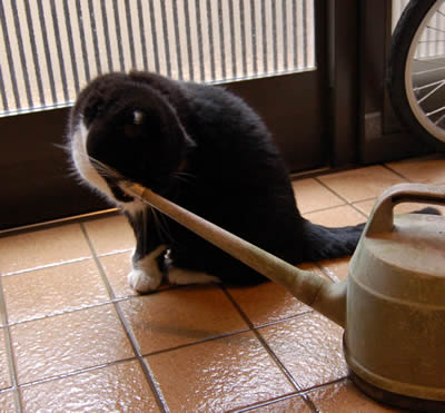 玄関の掃除 kuma1474.jpg
