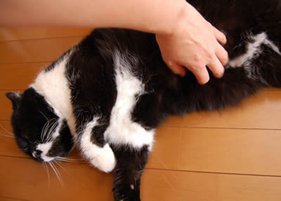 kuma1483.jpg