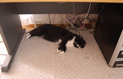 kuma892.jpg