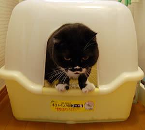 あー、すっきり kuma953.jpg