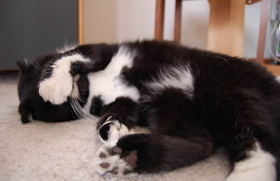 kuma982.jpg