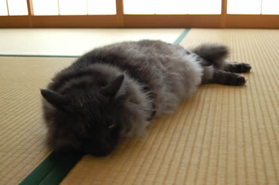 moko385.jpg