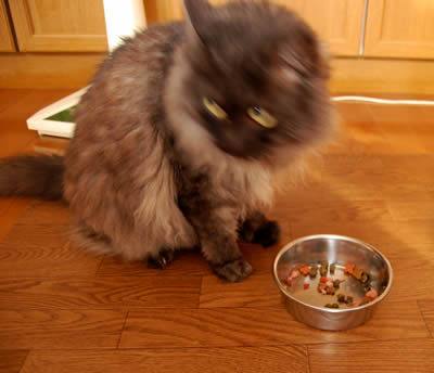 moko386.jpg
