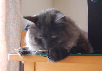 moko387.jpg