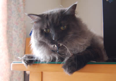 moko388.jpg