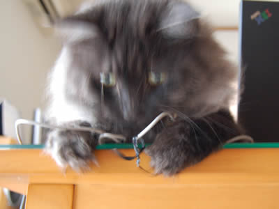 moko389.jpg