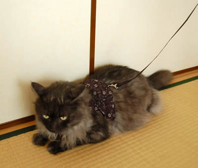 似合うかな moko399.jpg