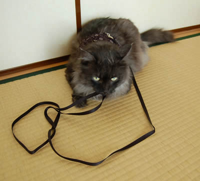 猫用ハーネス moko402.jpg
