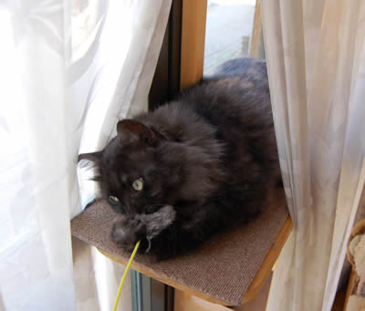 moko420.jpg